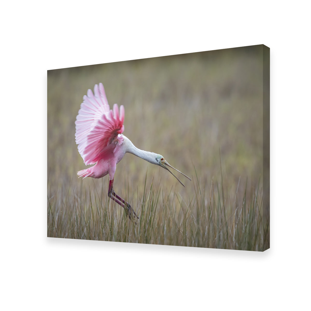 Stunning Roseate Spoonbill Wall Art from Merritt Island Wildlife Refuge
