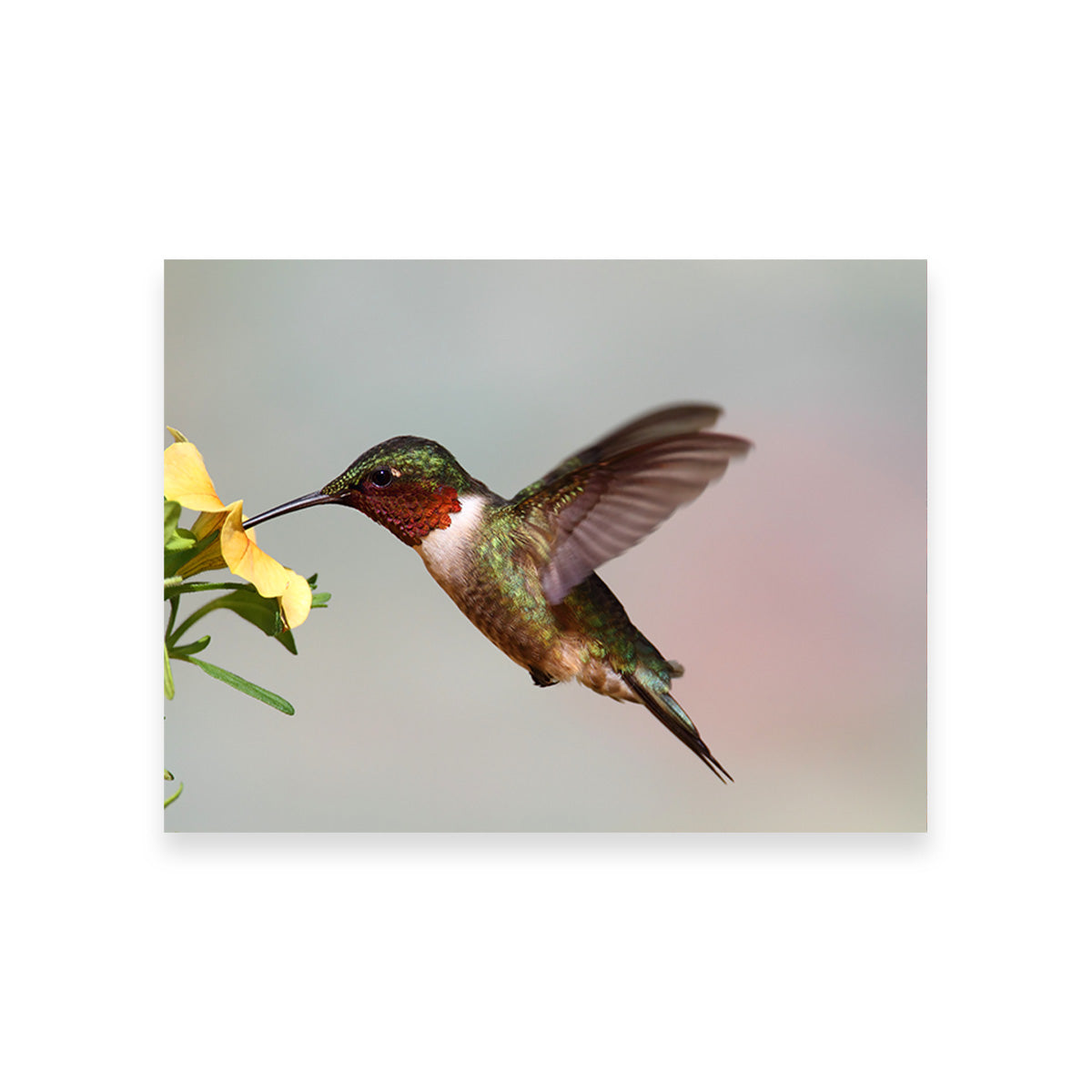 Exquisite Ruby Throated Hummingbird Wall Art for Stunning Decor