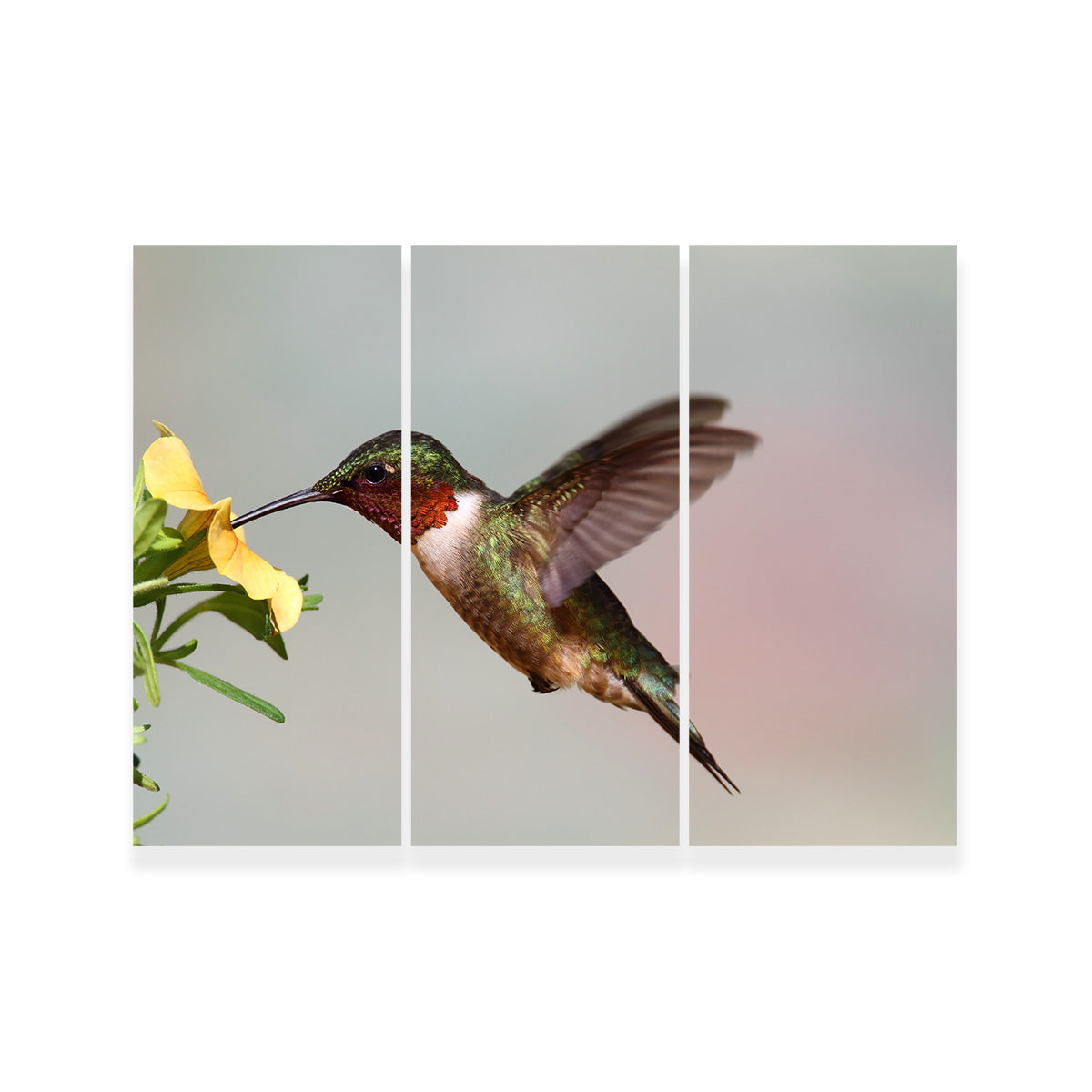 Exquisite Ruby Throated Hummingbird Wall Art for Stunning Decor