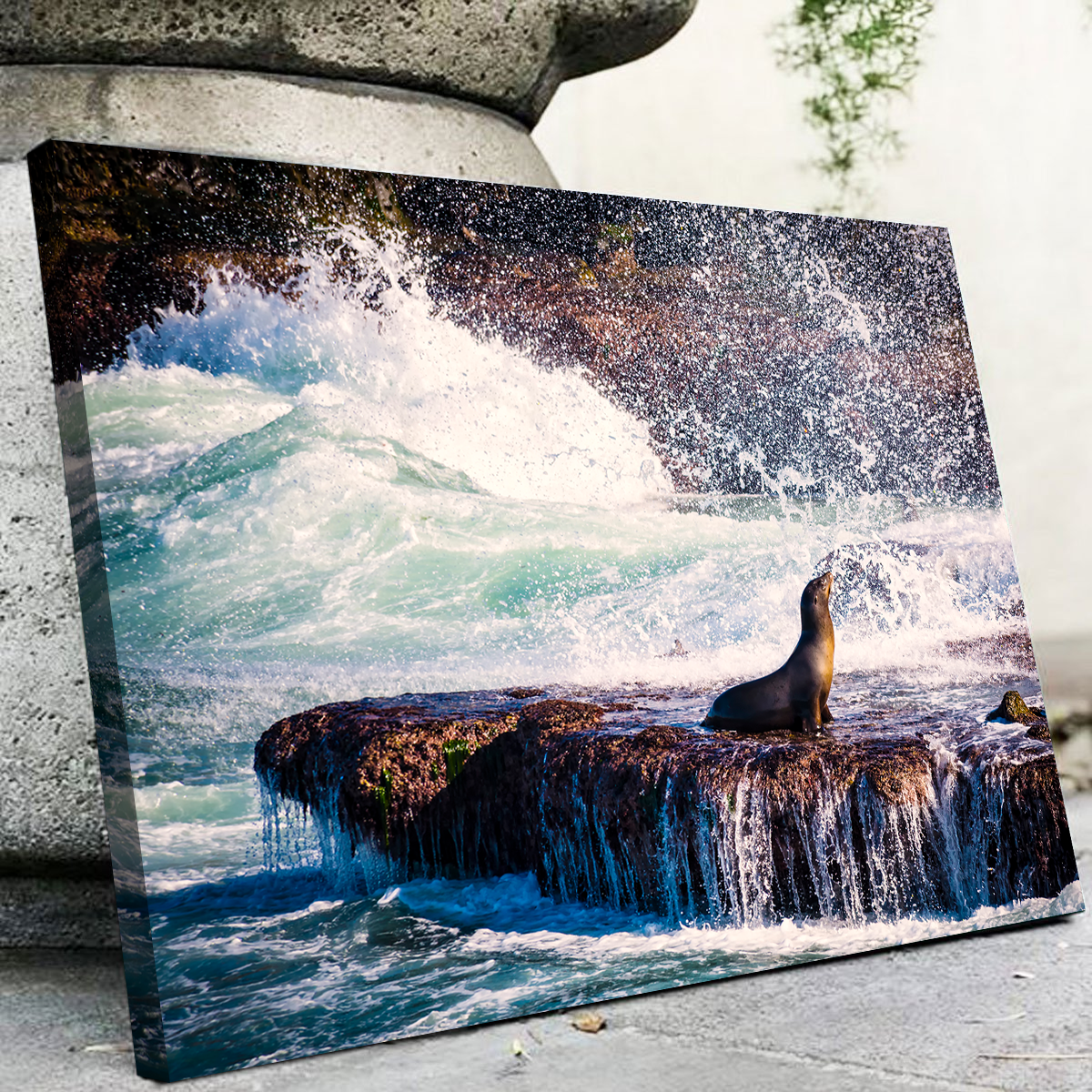 Stunning Sea Lion Surf La Jolla Wall Art for Coastal Home Decor