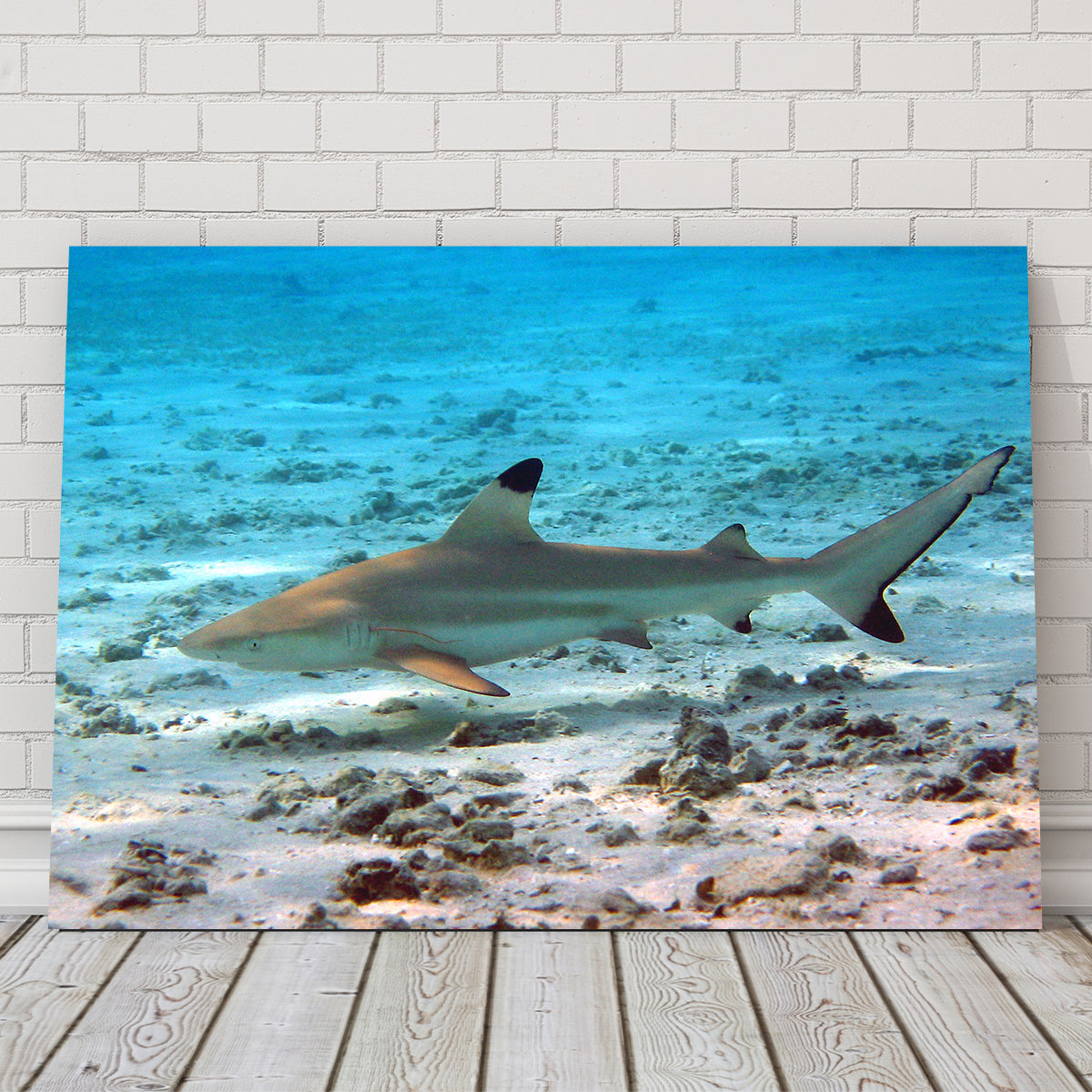 Stunning Black Tip Reef Shark Wall Art for Your Home Decor