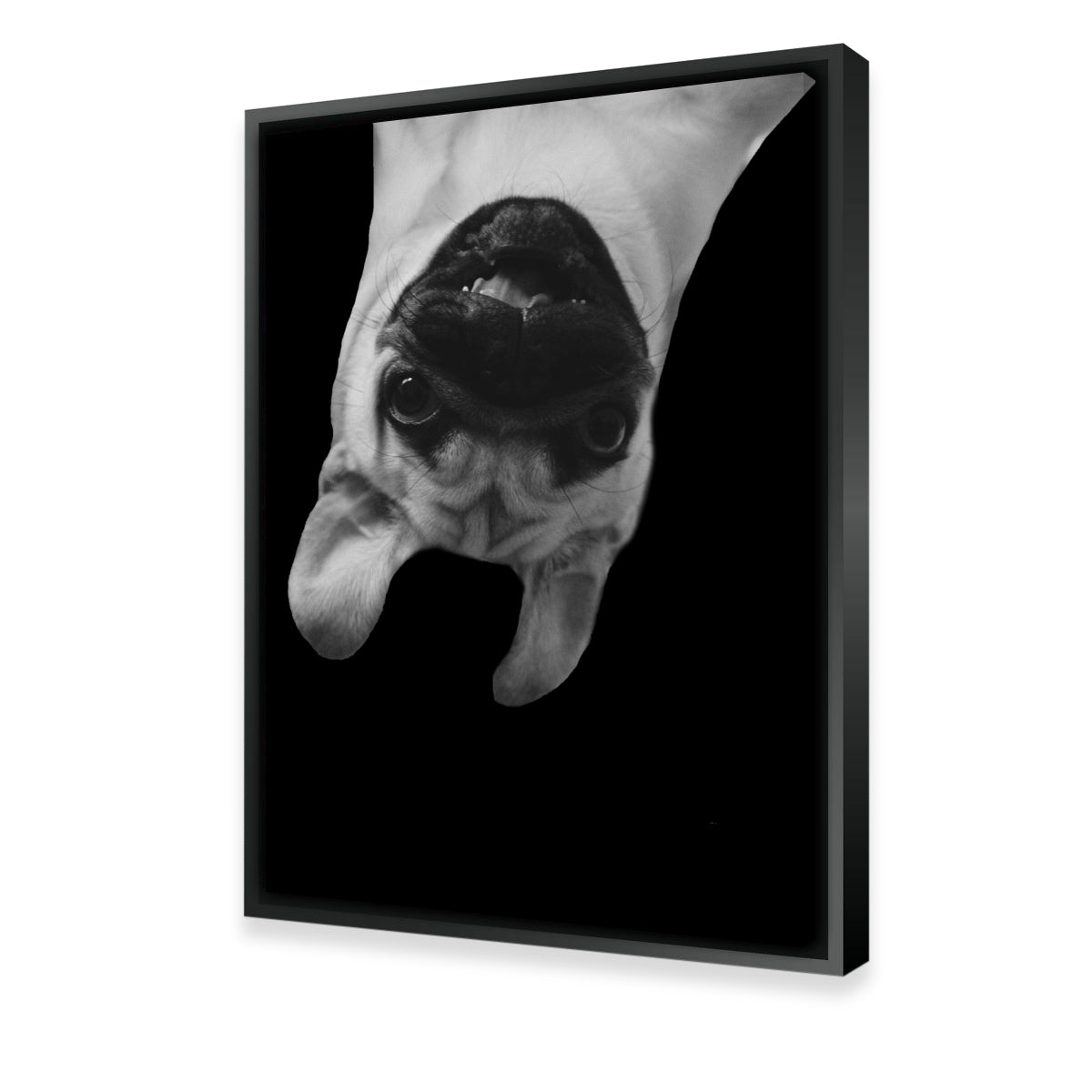 Hilarious Pug Dog Wall Art by Lawisi