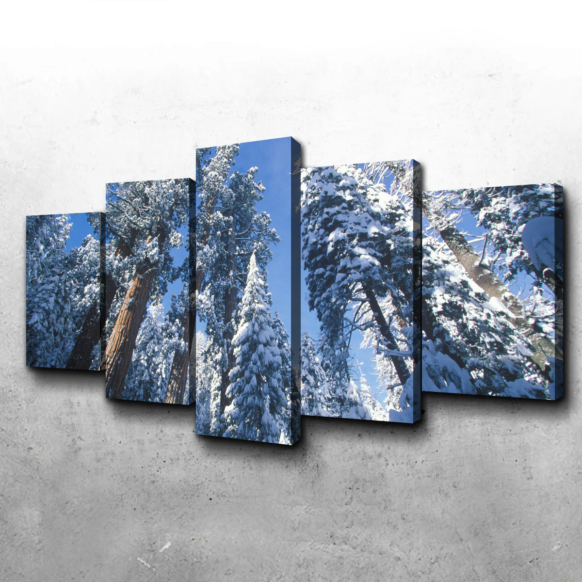 Breathtaking Redwoods Covered in Snow Wall Art for Your Home