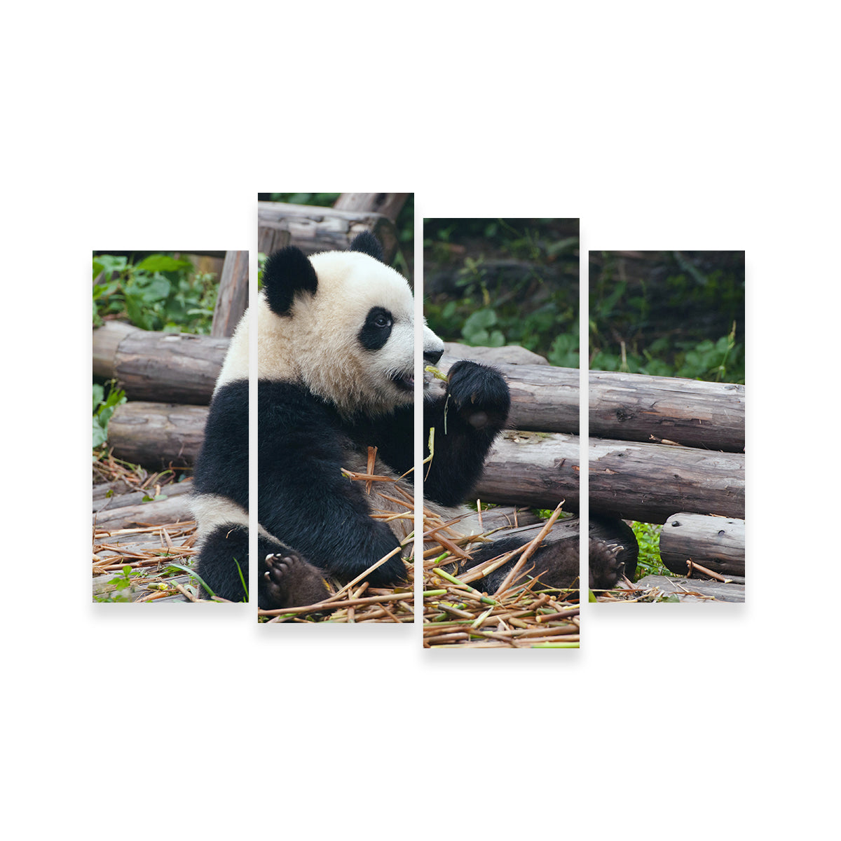 Adorable Panda Bear Eating Bamboo Wall Art for Home Decor