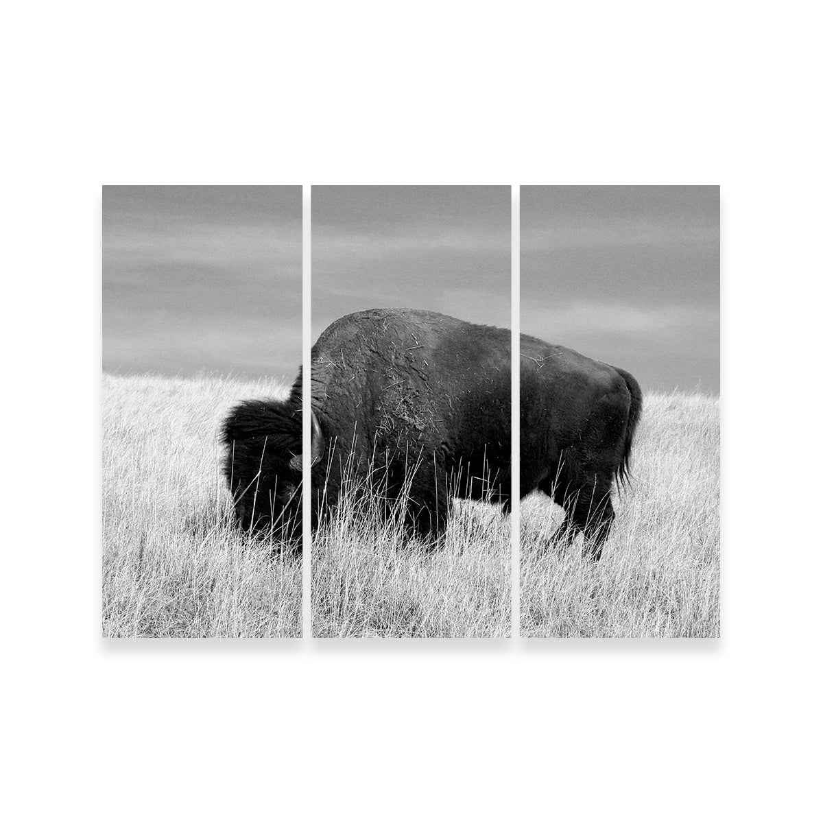 Lone Buffalo Grayscale Wall Art - Stunning Sustainable Decor