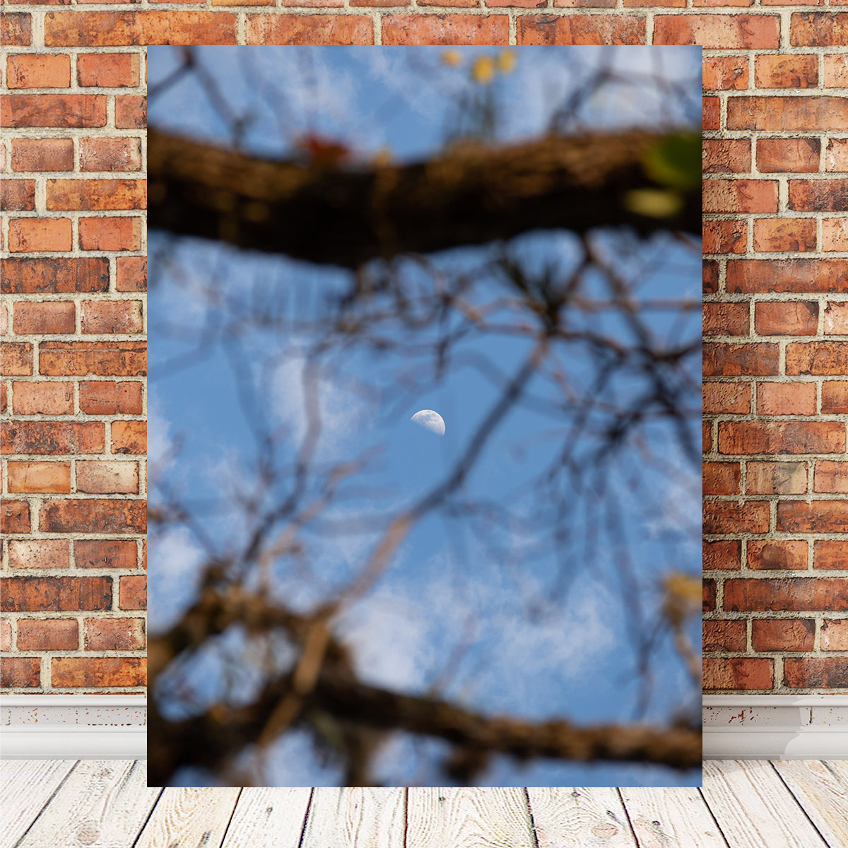 Exquisite Quarter Moon Among the Tree Wall Art by Sofia Leite Fonseca