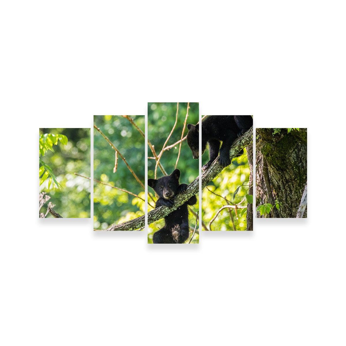 Adorable Black Bear Cubs Playing Wall Art - Perfect for Home Decor