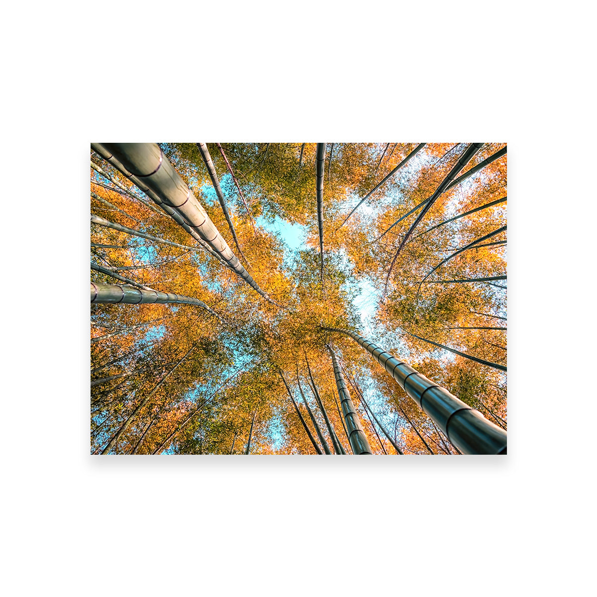 Stunning Into The Grove Wall Art for Your Home Decor