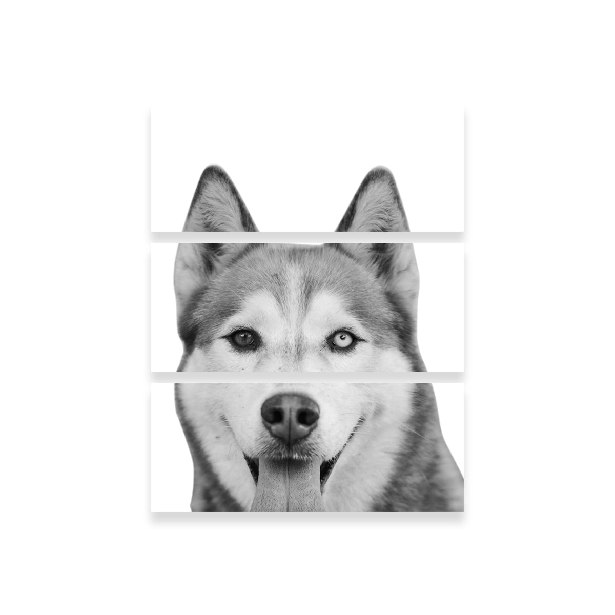 Hilarious Siberian Husky Wall Art for Unique Home Decor