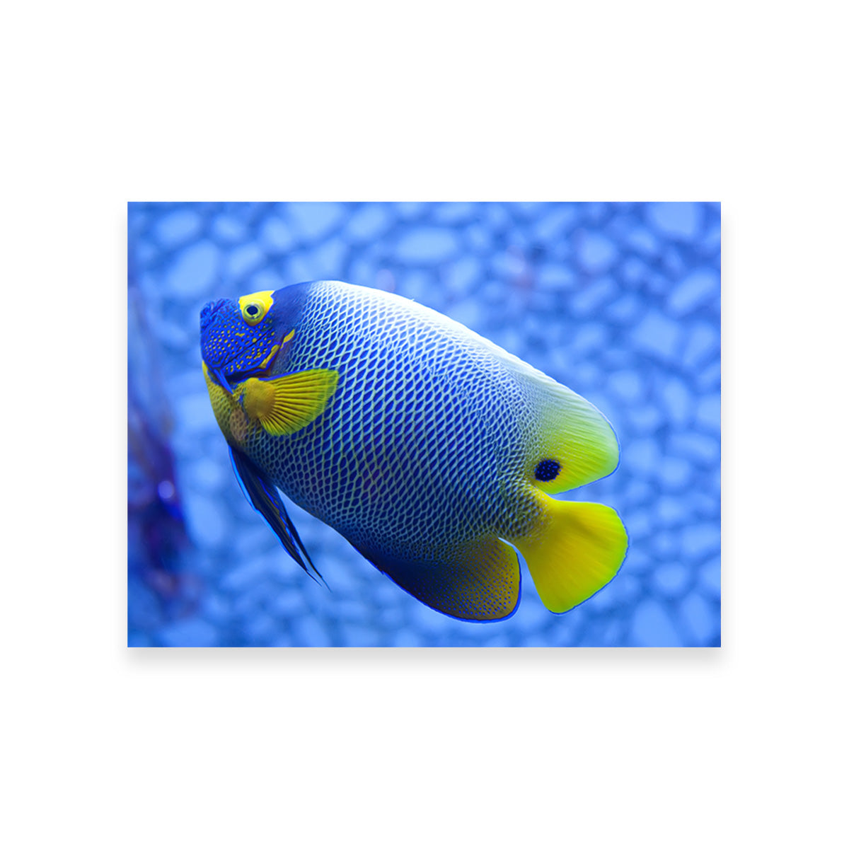 Vibrant Blue and Yellow Tropical Fish Wall Art for Stunning Home Decor