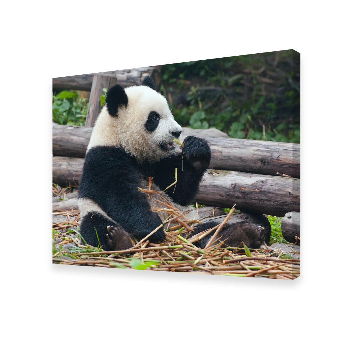 Adorable Panda Bear Eating Bamboo Wall Art for Home Decor