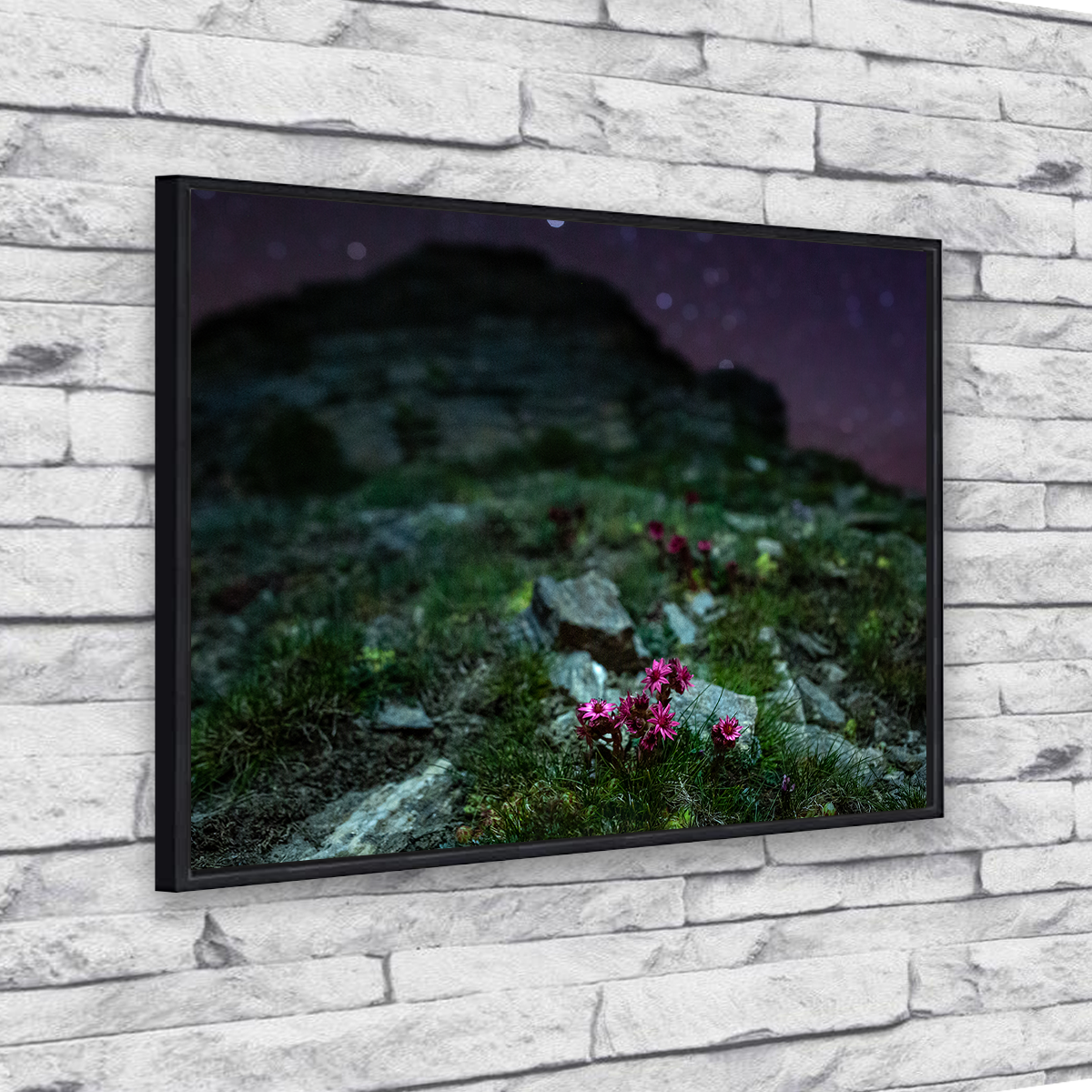 Exquisite Star Studded Joubarbe Wall Art by Jeff Graphy