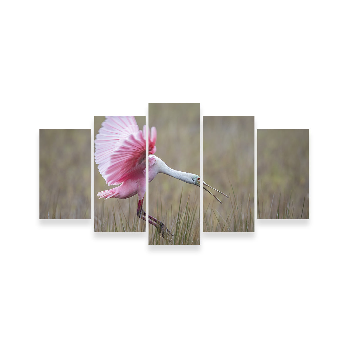 Stunning Roseate Spoonbill Wall Art from Merritt Island Wildlife Refuge