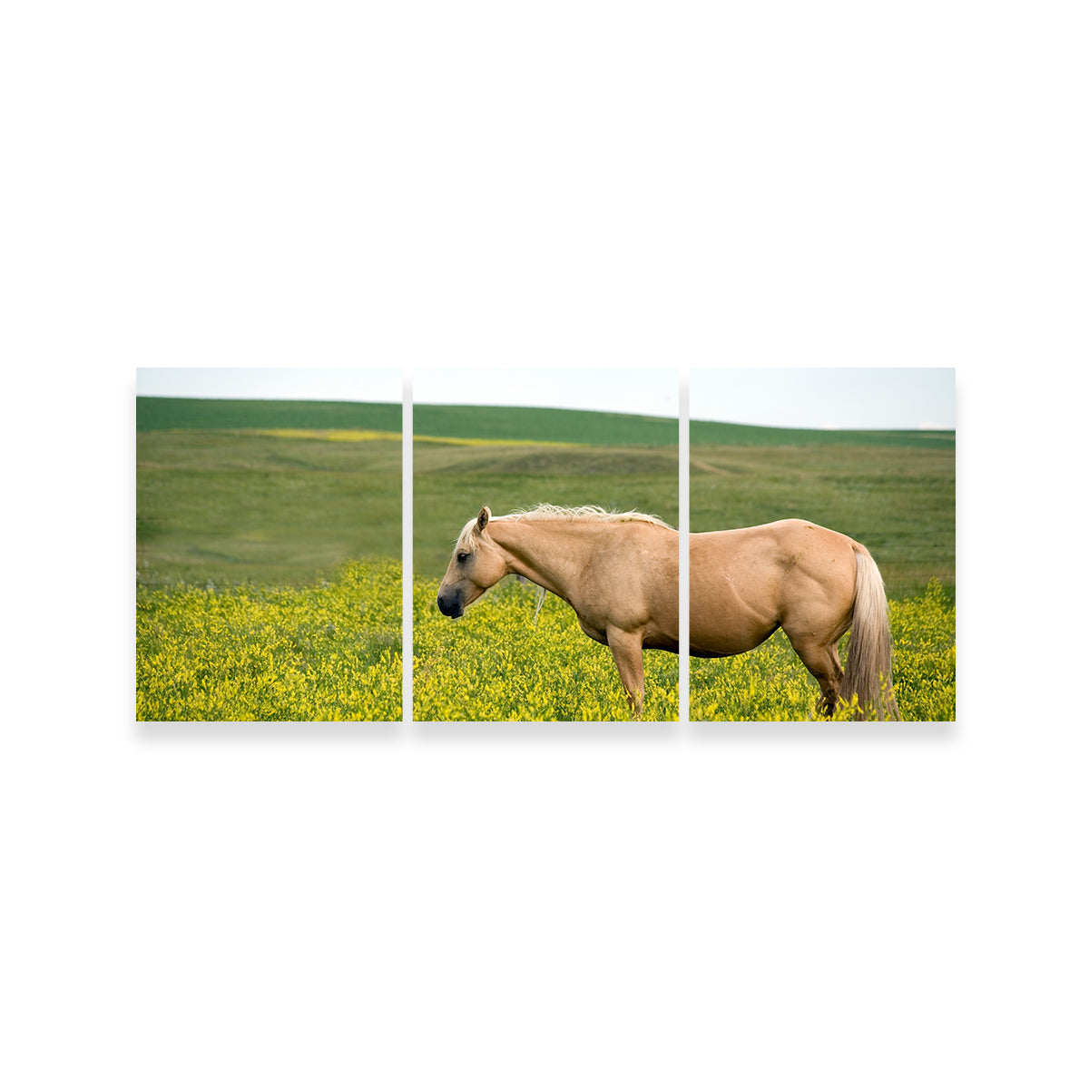 Stunning Palomino Quarter Horse Wall Art for Your Home Decor