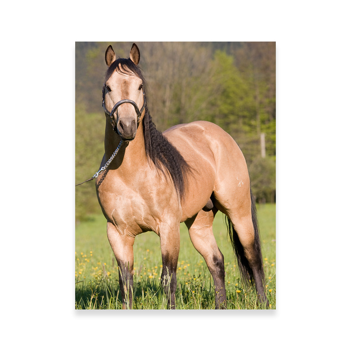 Stunning Quarter Horse Posing Wall Art for Horse Lovers