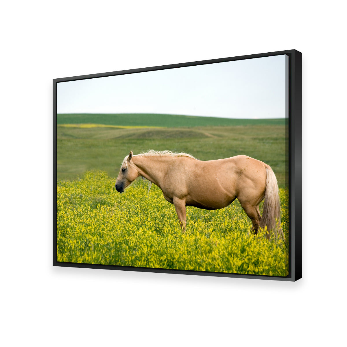 Stunning Palomino Quarter Horse Wall Art for Your Home Decor