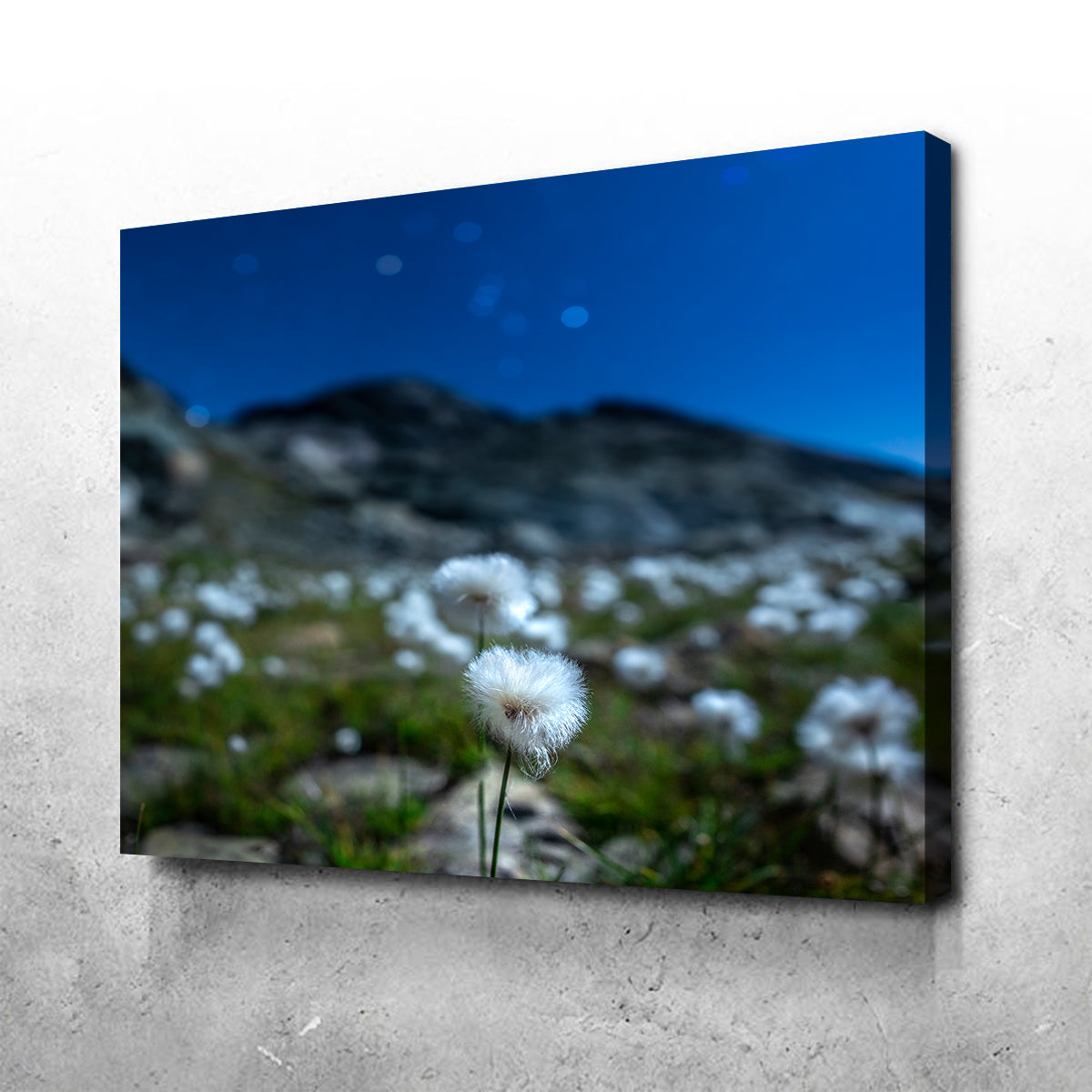 Exquisite Star Studded Linaigrette Wall Art by Jeff Graphy