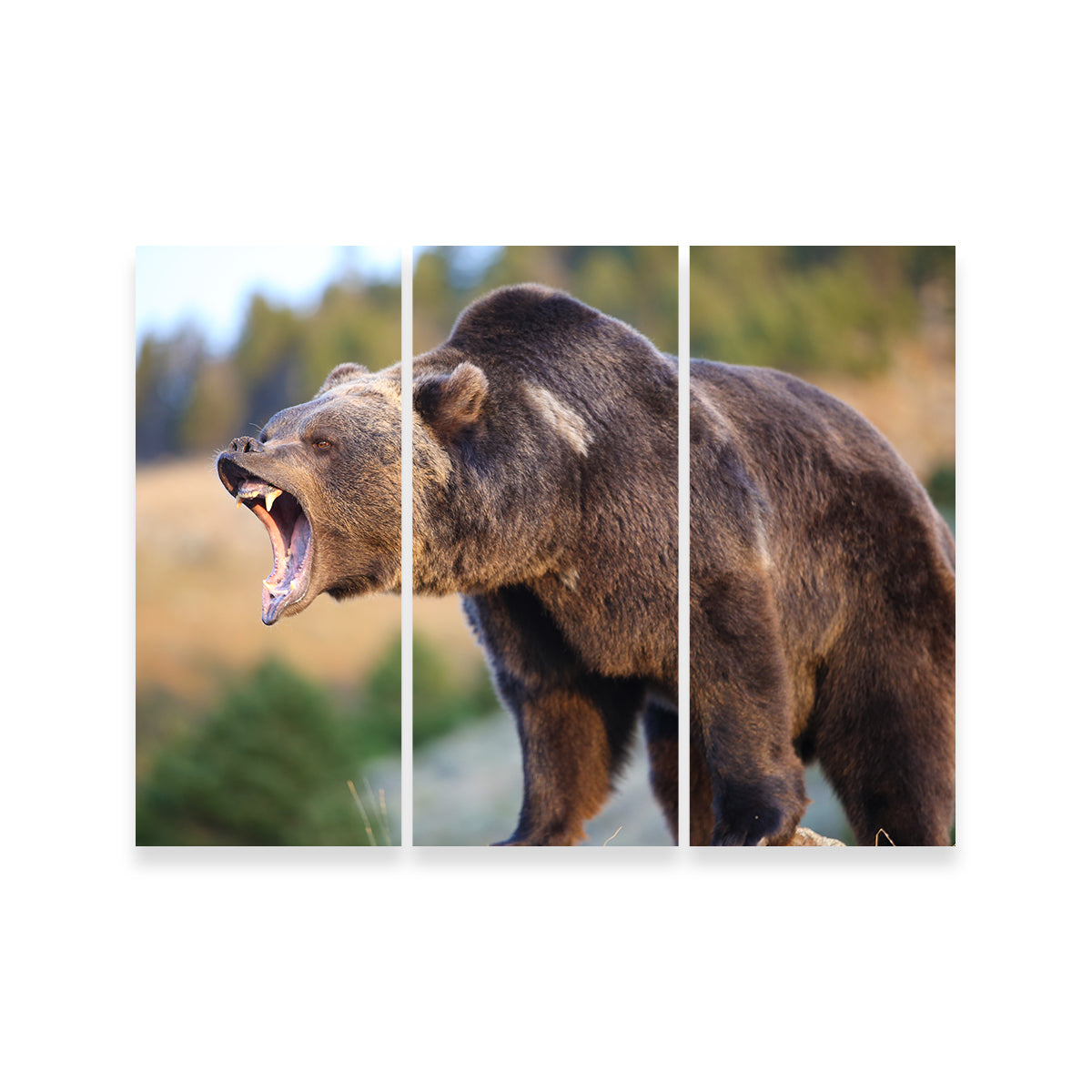 Stunning Grizzly Bear Growling Wall Art for Your Home Decor