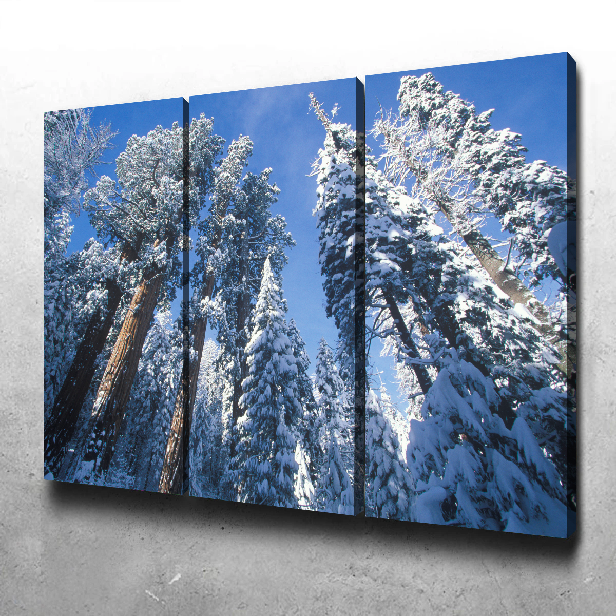 Breathtaking Redwoods Covered in Snow Wall Art for Your Home