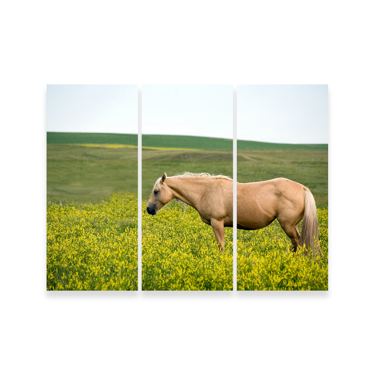 Stunning Palomino Quarter Horse Wall Art for Your Home Decor