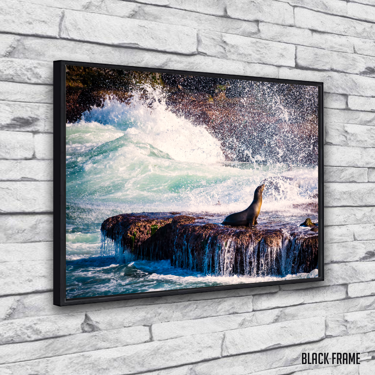 Stunning Sea Lion Surf La Jolla Wall Art for Coastal Home Decor