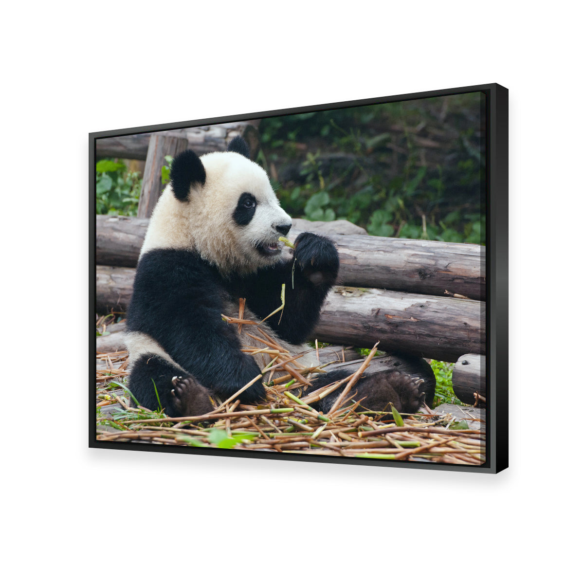 Adorable Panda Bear Eating Bamboo Wall Art for Home Decor