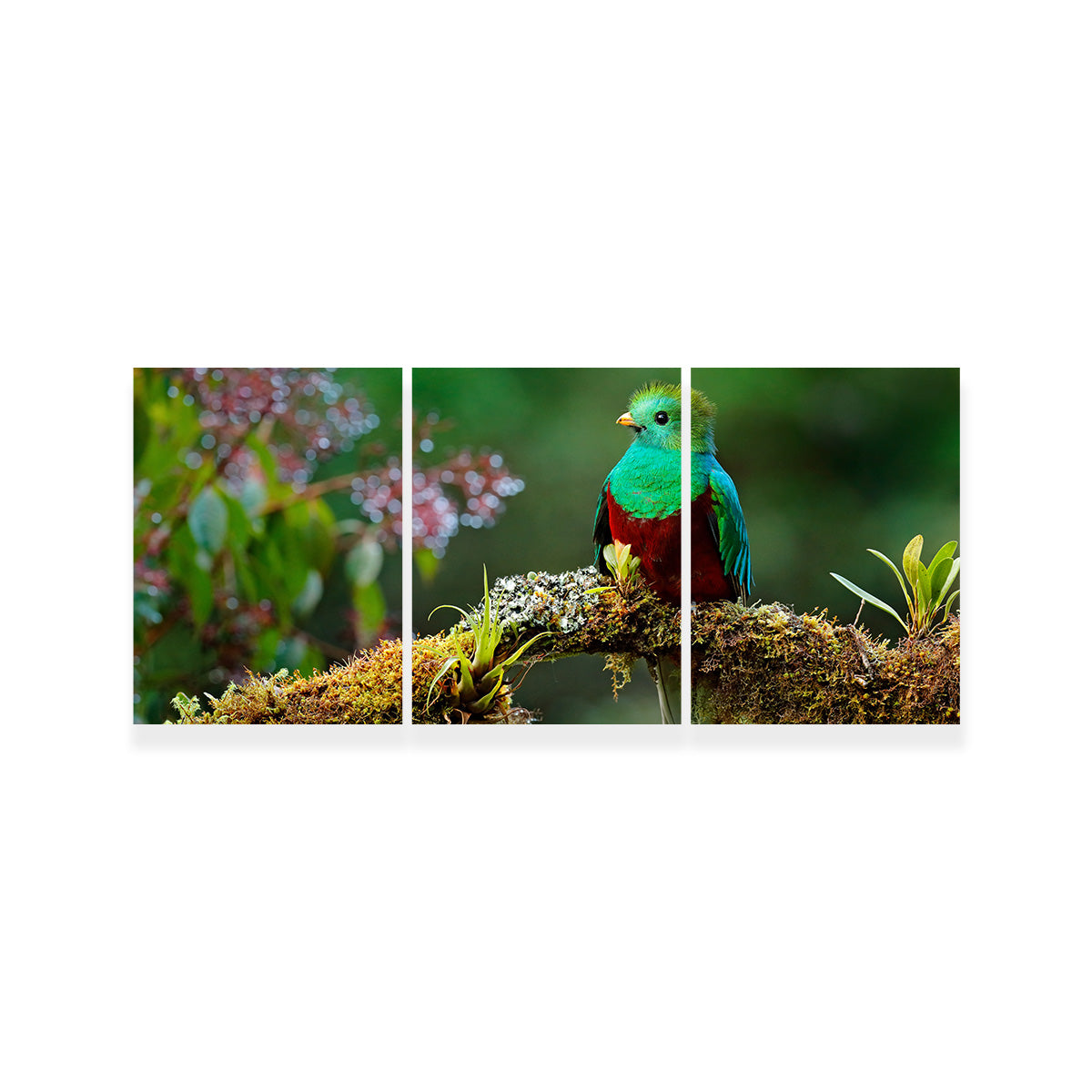 Stunning Resplendent Quetzal Wall Art for a Captivating Home Decor