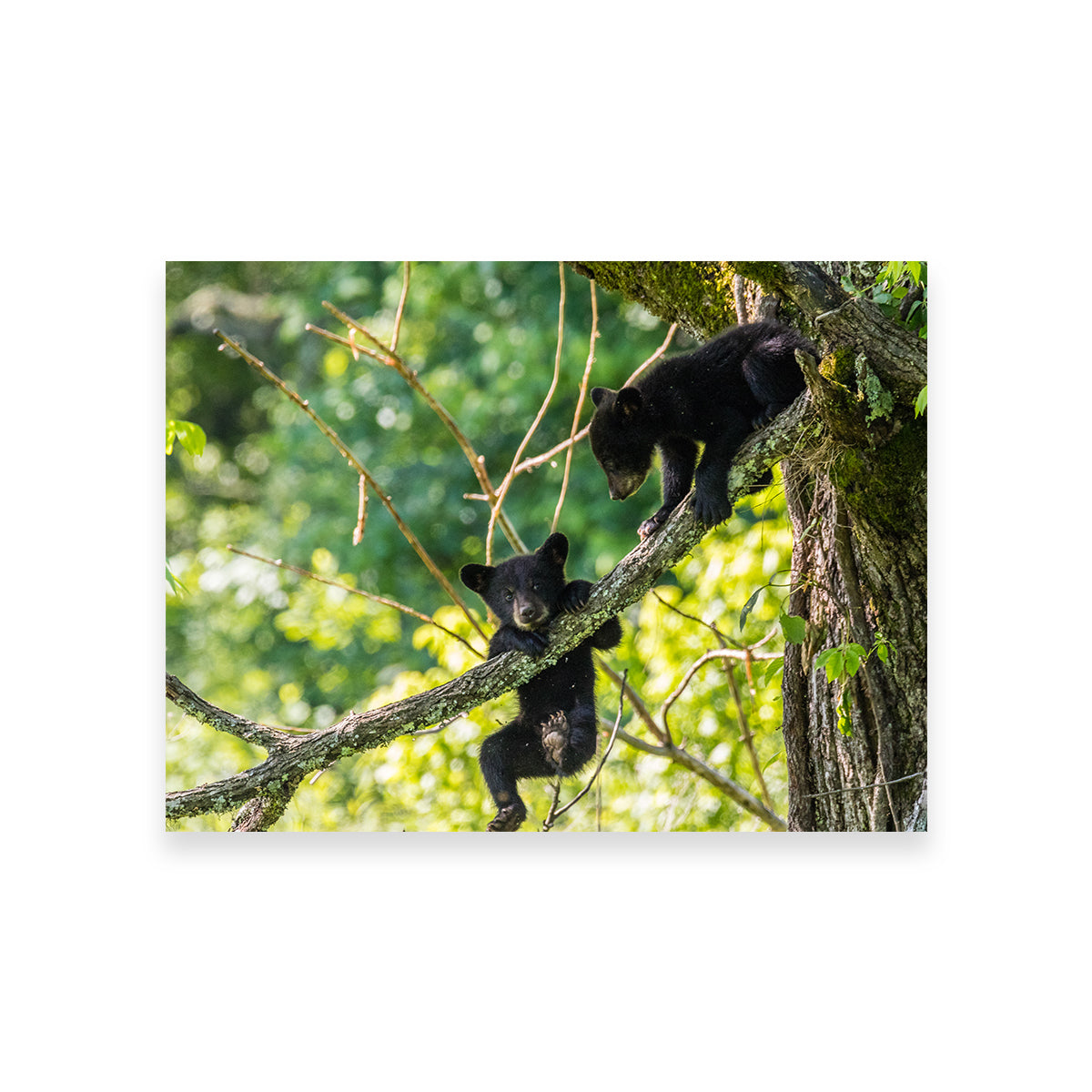 Adorable Black Bear Cubs Playing Wall Art - Perfect for Home Decor