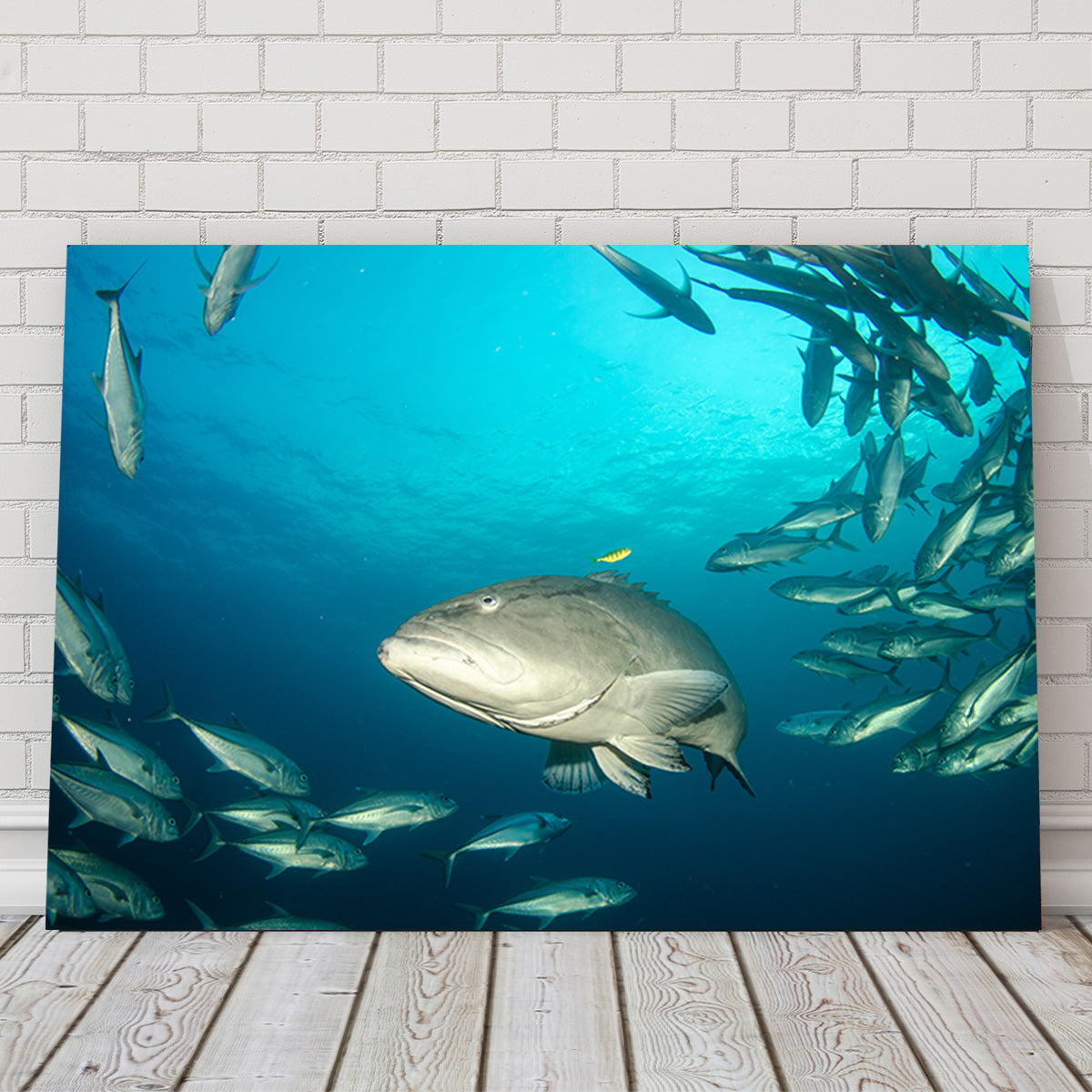 Exquisite Sea of Cortez Grouper Wall Art