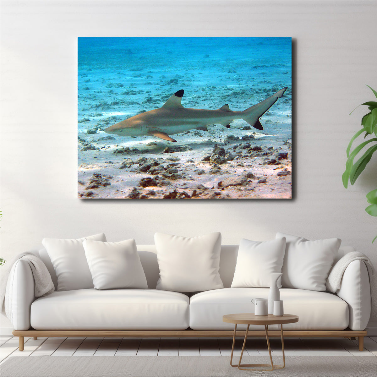 Stunning Black Tip Reef Shark Wall Art for Your Home Decor