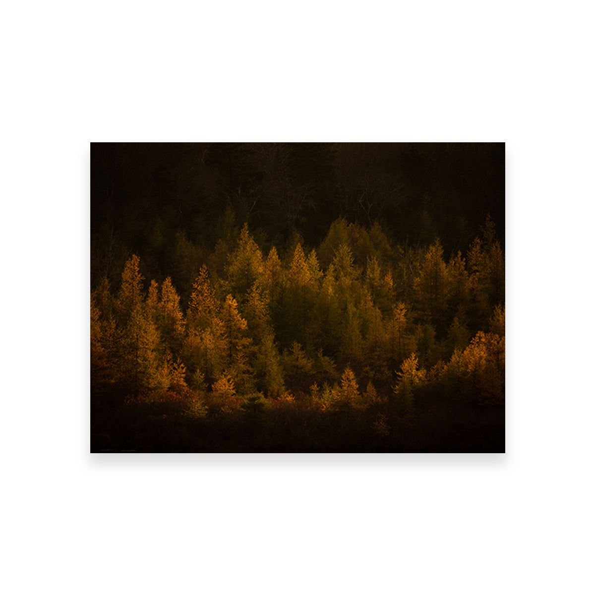 Stunning Golden Slumber Wall Art by Dennis Maida