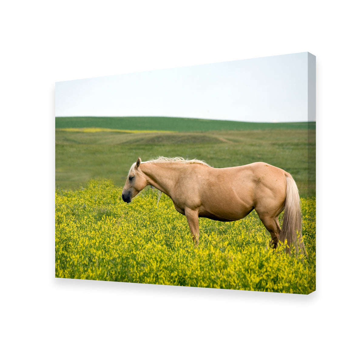 Stunning Palomino Quarter Horse Wall Art for Your Home Decor