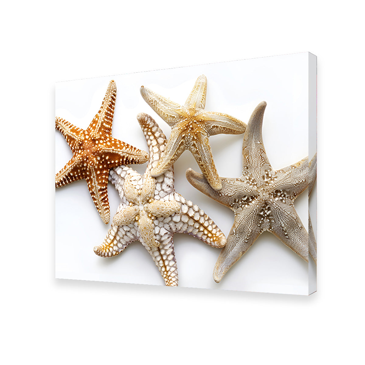 Gorgeous Starfishes Wall Art for Stunning Home Decor