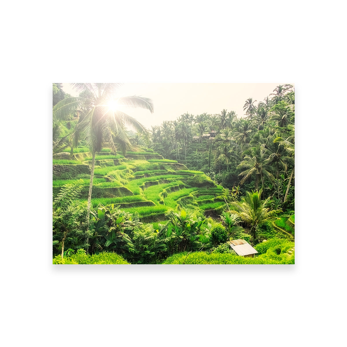 Tegallalang Wall Art - Premium Handmade Canvas with Sustainable Pine Wood Frames