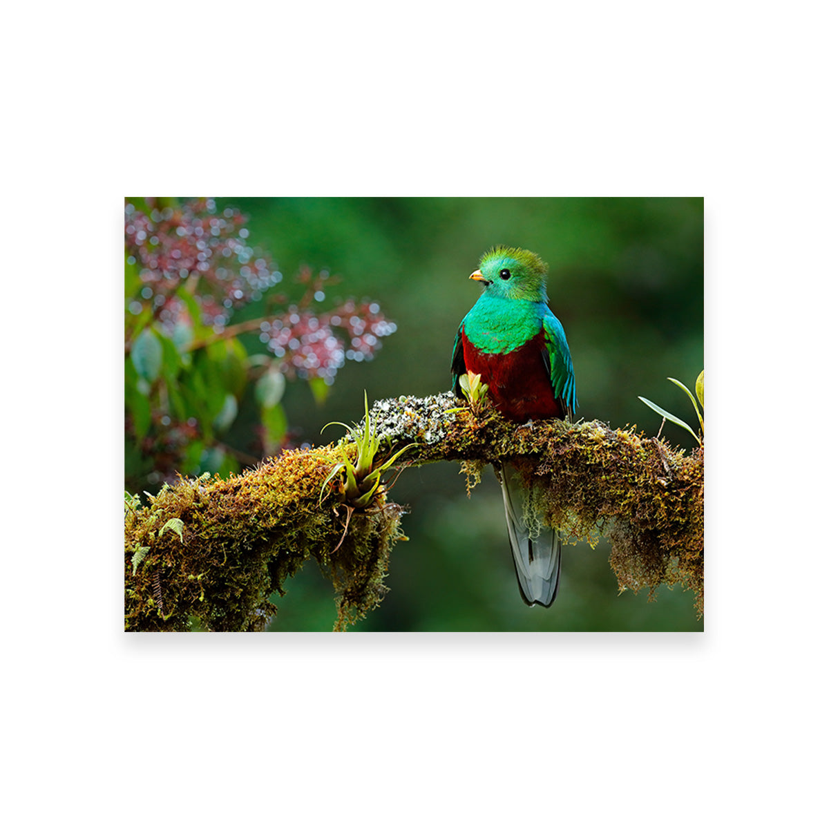 Stunning Resplendent Quetzal Wall Art for a Captivating Home Decor