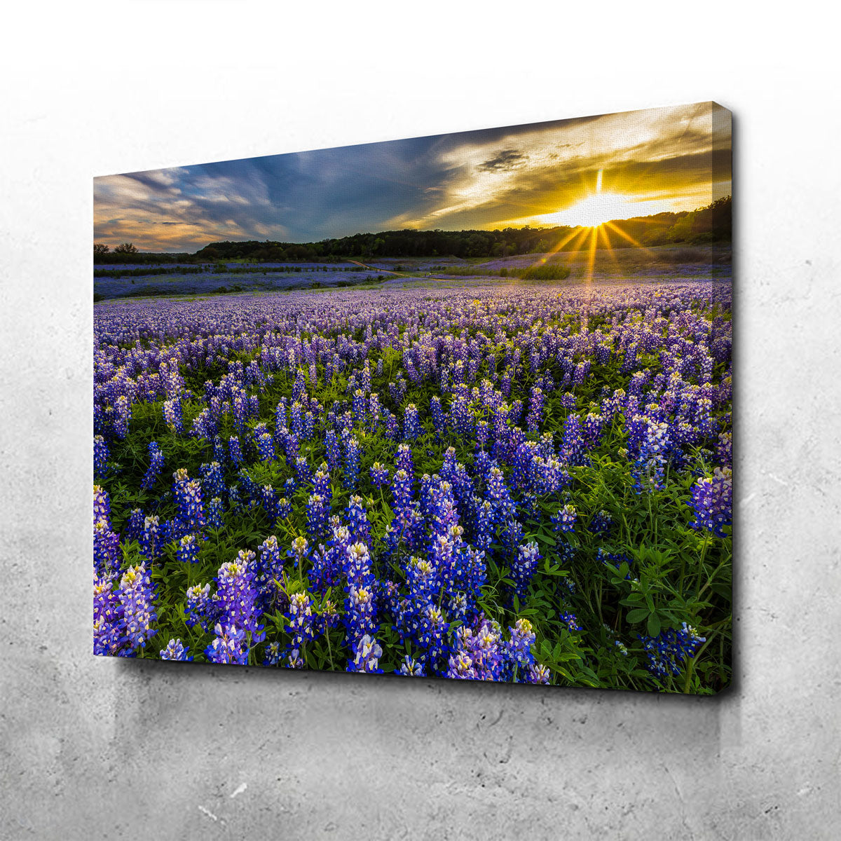 Gorgeous Texas Bluebonnet Field at Muleshoe Bend Wall Art for Home Decor