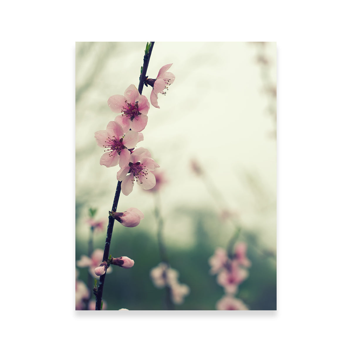 Exquisite Spring Blossom Wall Art for Stunning Home Decor