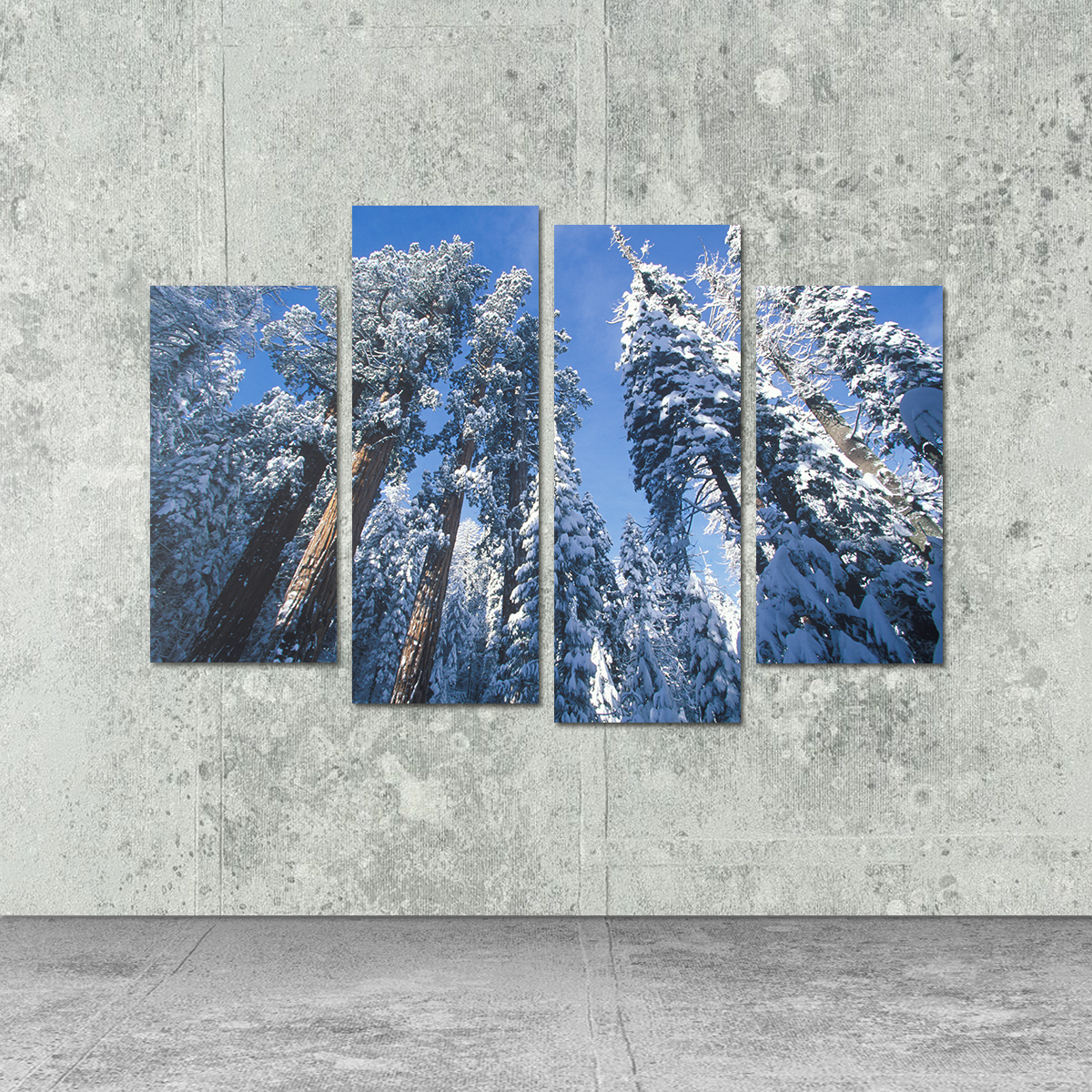 Breathtaking Redwoods Covered in Snow Wall Art for Your Home