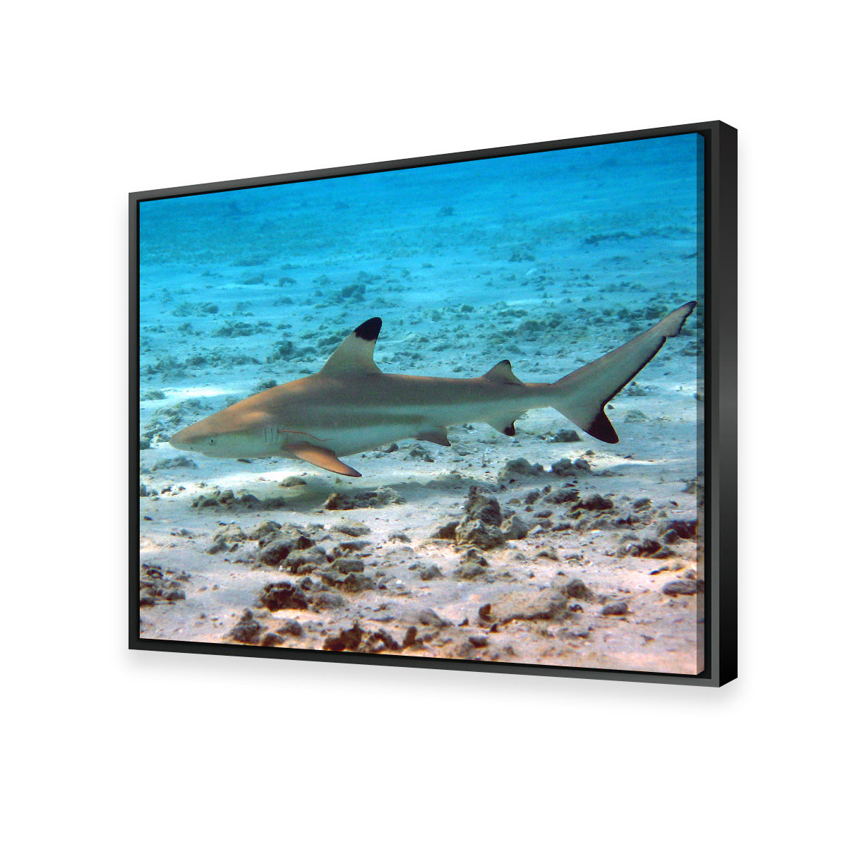 Stunning Black Tip Reef Shark Wall Art for Your Home Decor