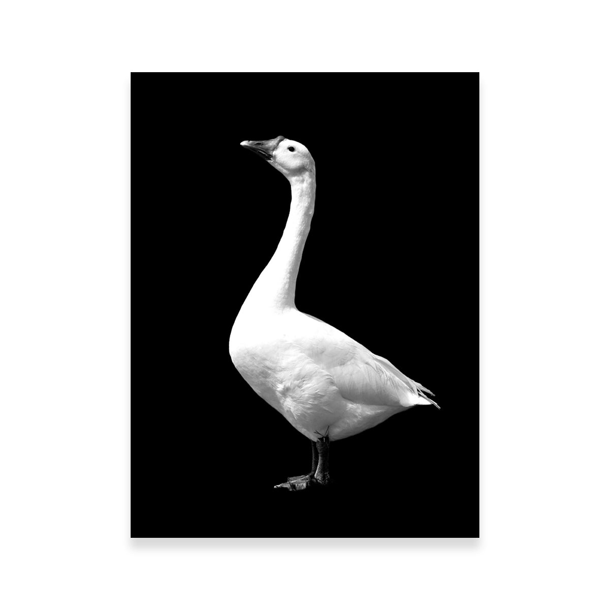 Stunning Goose Wall Art by Lawisi