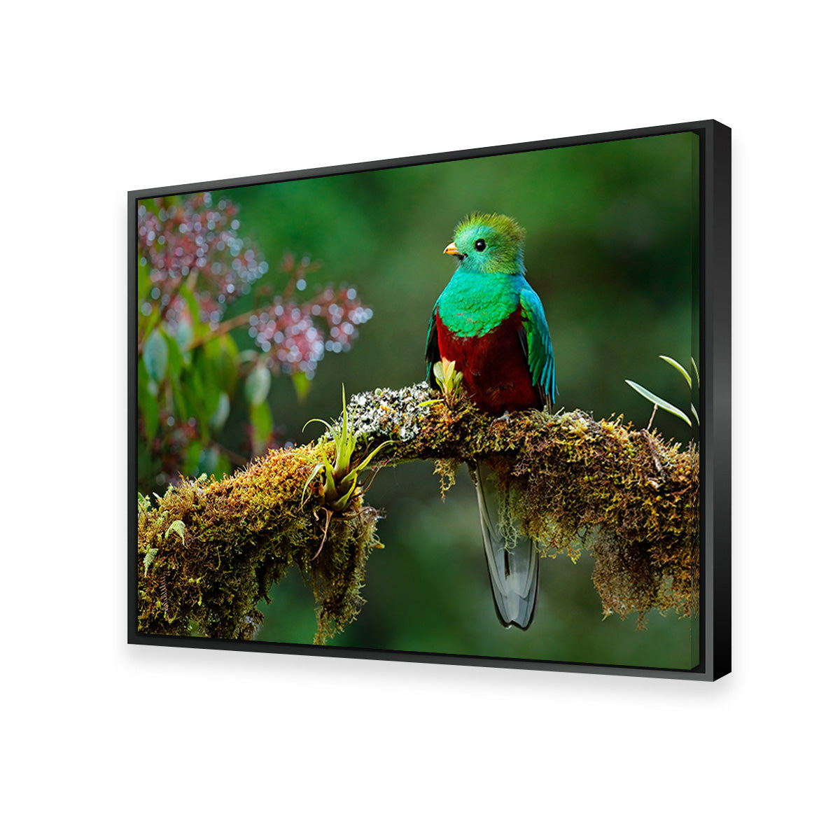 Stunning Resplendent Quetzal Wall Art for a Captivating Home Decor