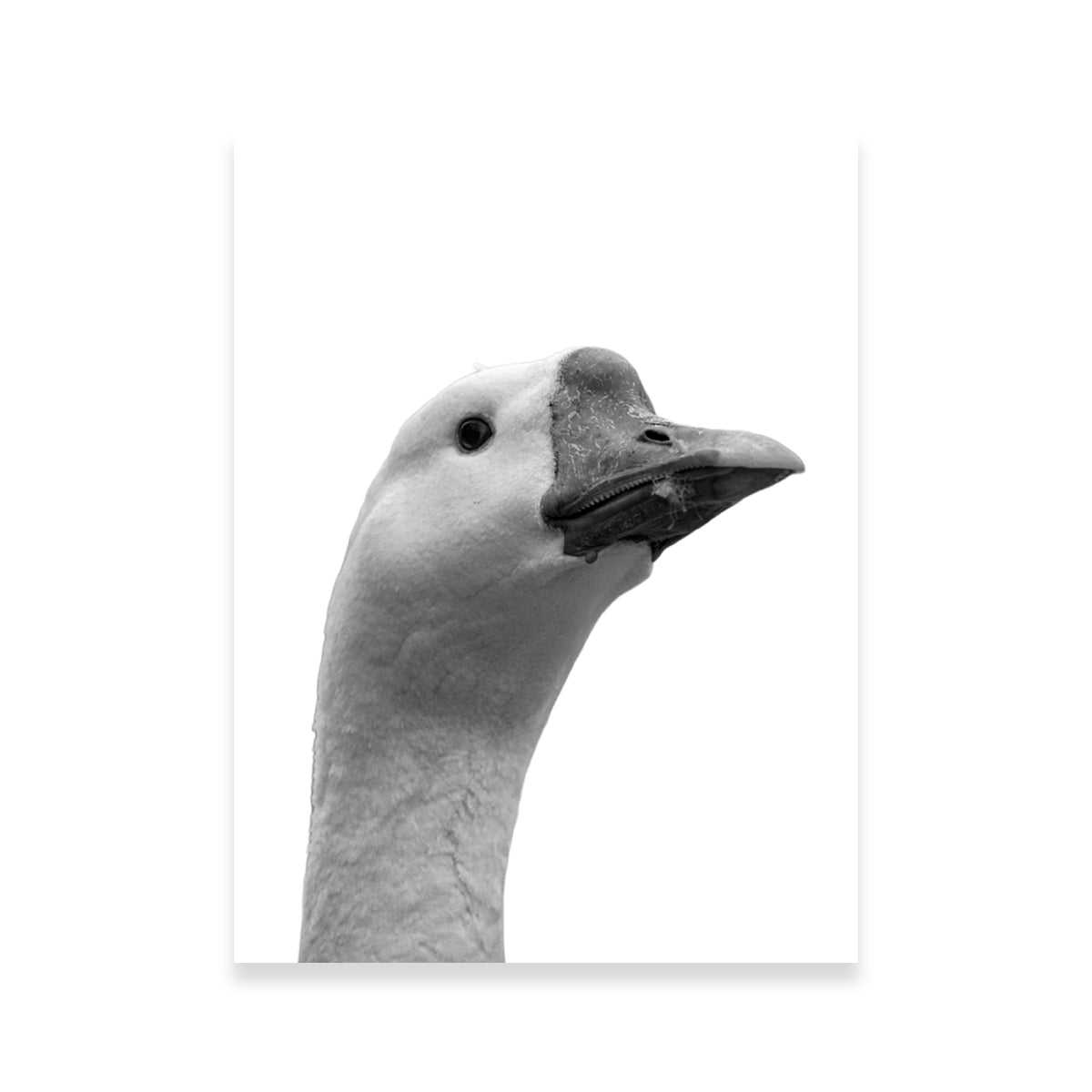 Exquisite Goose Head Wall Art by Lawisi