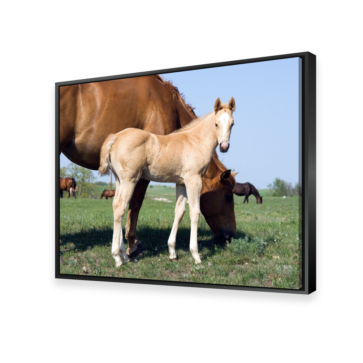 Exquisite Palomino Quarter Horse Foal and Mare Wall Art for Your Home Decor