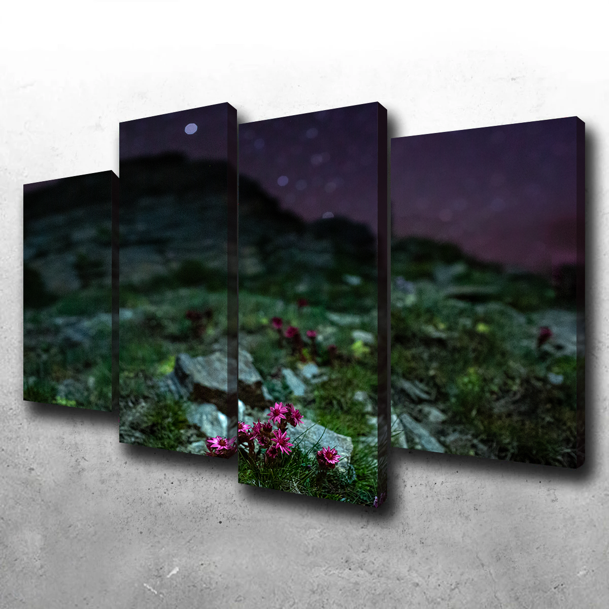 Exquisite Star Studded Joubarbe Wall Art by Jeff Graphy