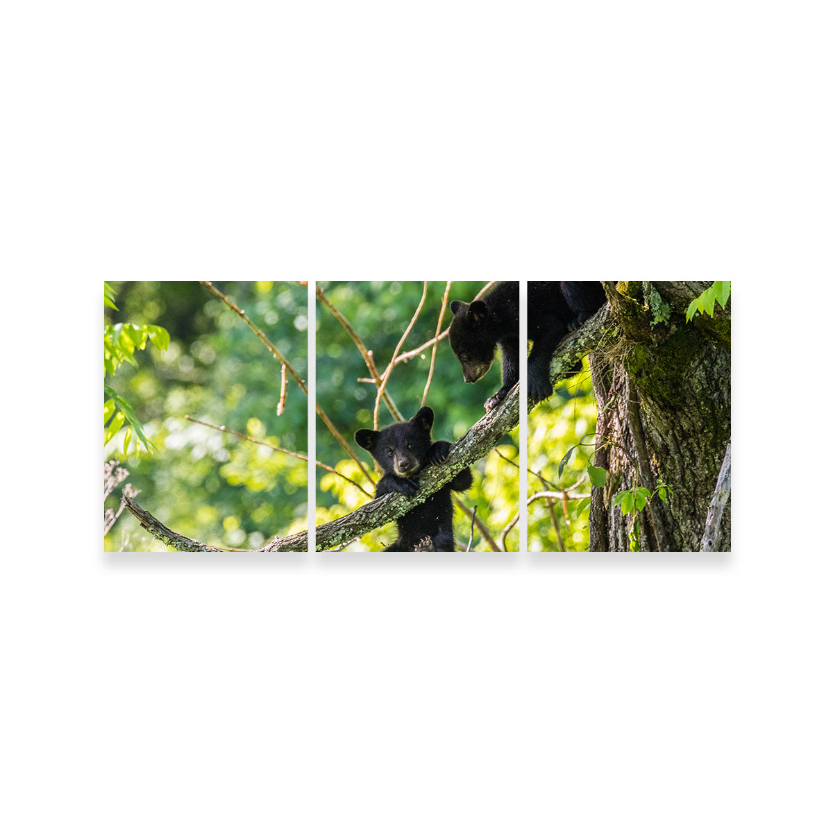 Adorable Black Bear Cubs Playing Wall Art - Perfect for Home Decor