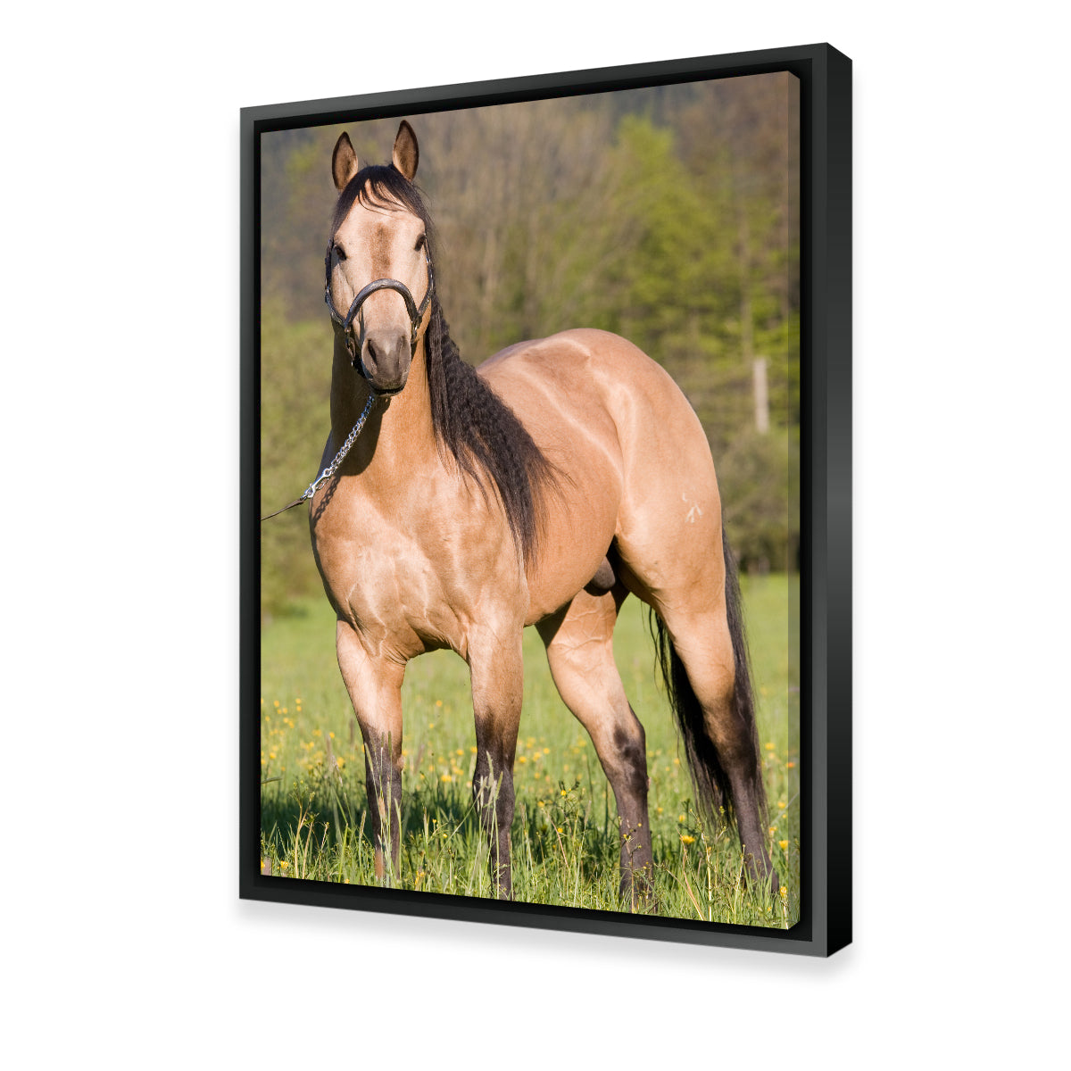 Stunning Quarter Horse Posing Wall Art for Horse Lovers