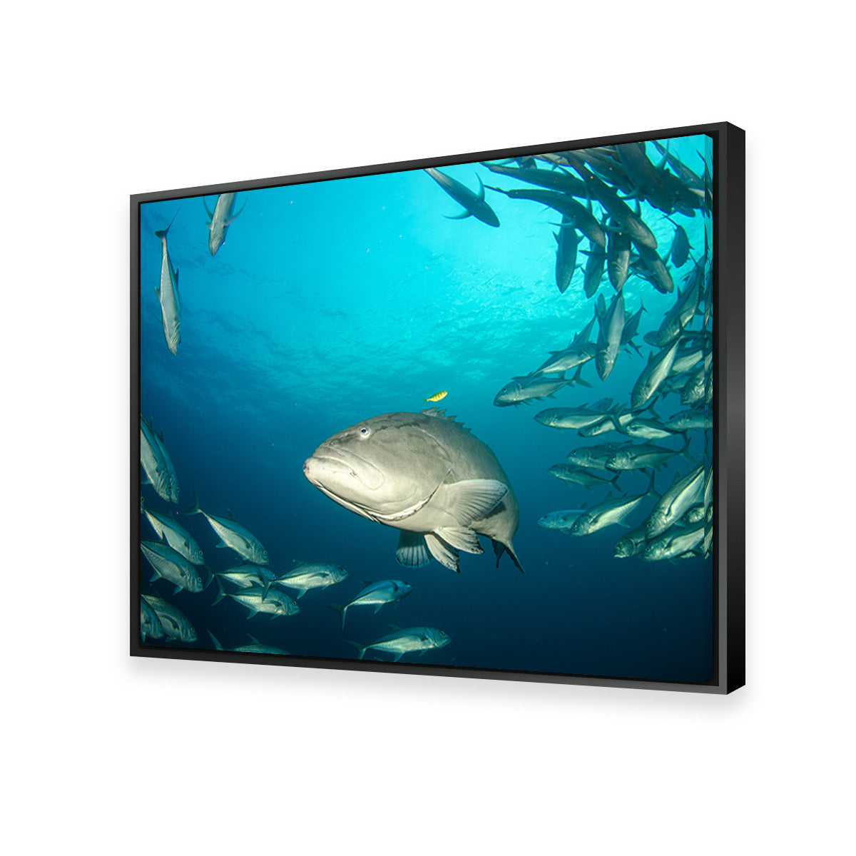 Exquisite Sea of Cortez Grouper Wall Art