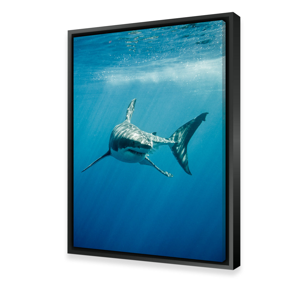 Stunning Great White Shark Swimming Wall Art for Home Decor
