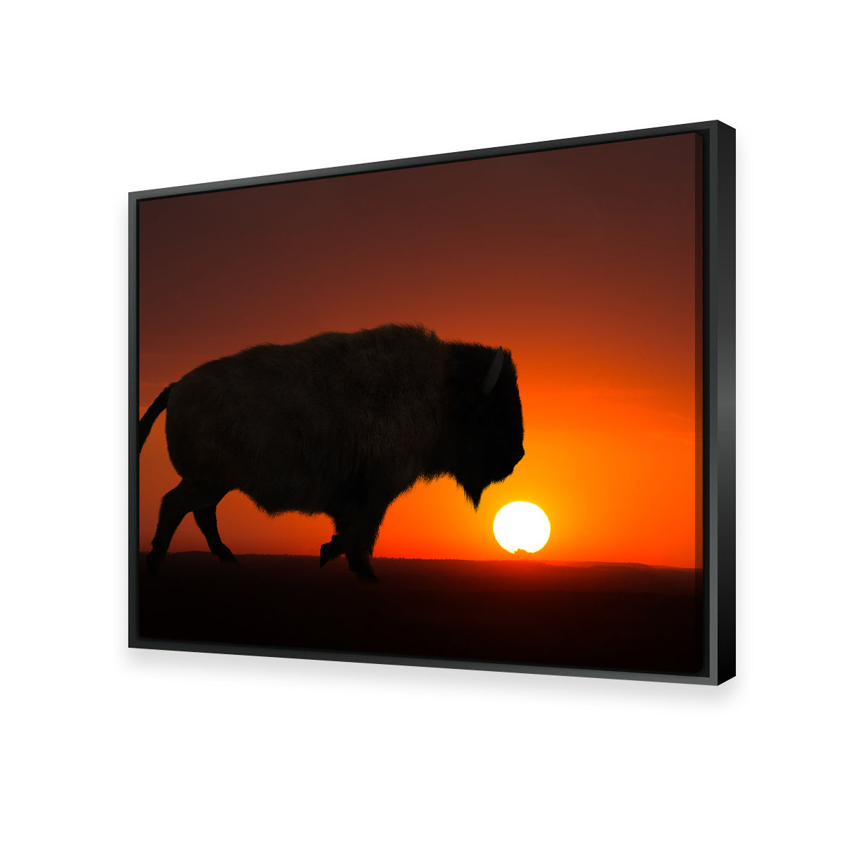 Stunning Bison at Sunset Wall Art for Your Home Decor