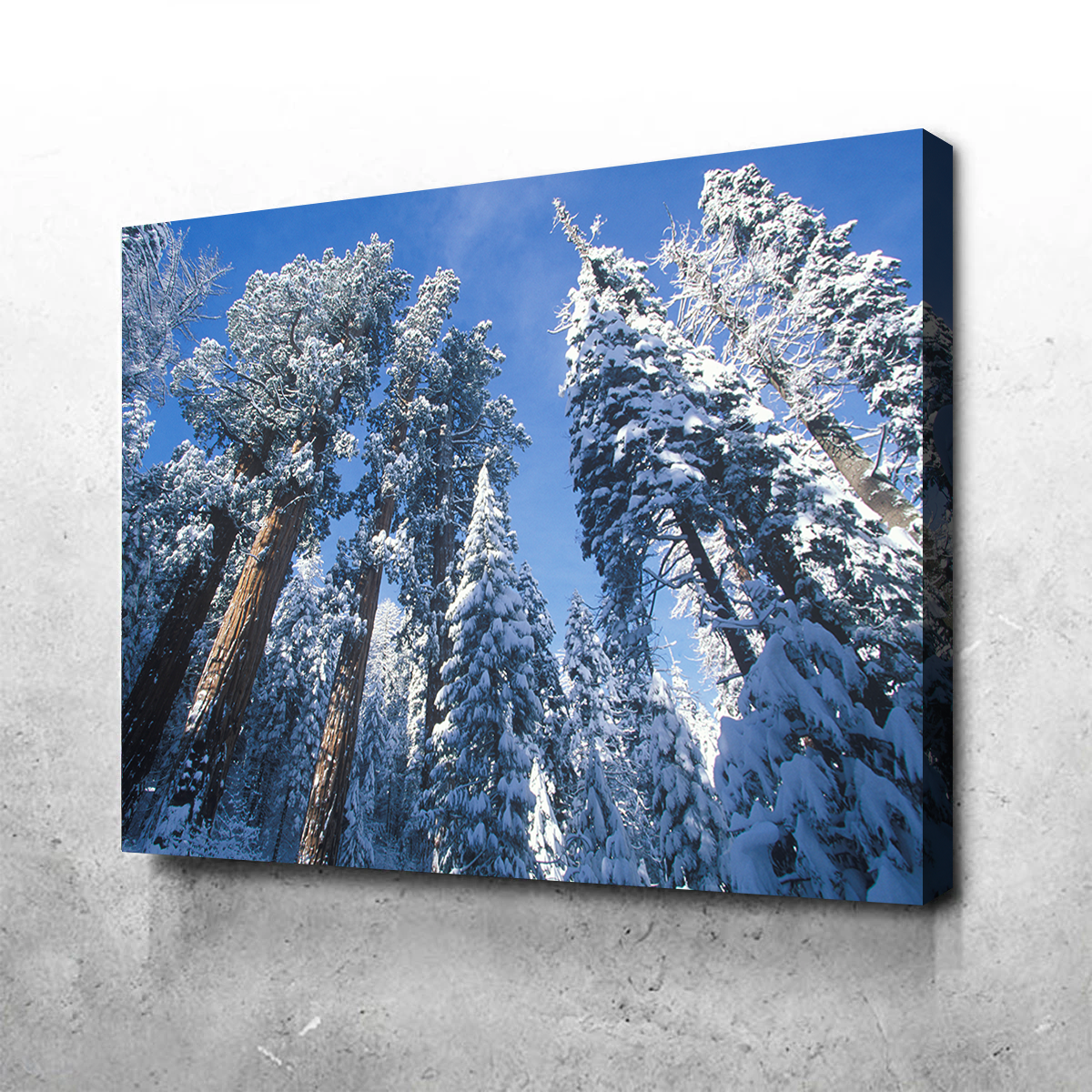 Breathtaking Redwoods Covered in Snow Wall Art for Your Home